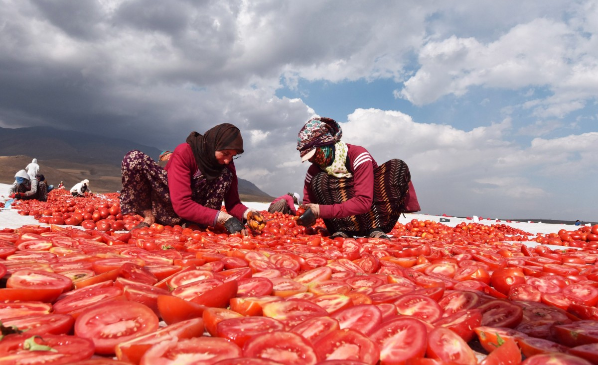 İtalya ve Avrupa’ya kurutmalık domates ihrac ediyorlar !